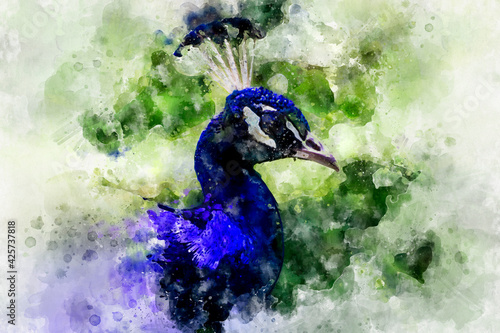Fototapeta Watercolor, bird, beautiful peacock with colorful feathers