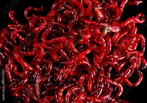 Red bloodworm close-up on black background photo