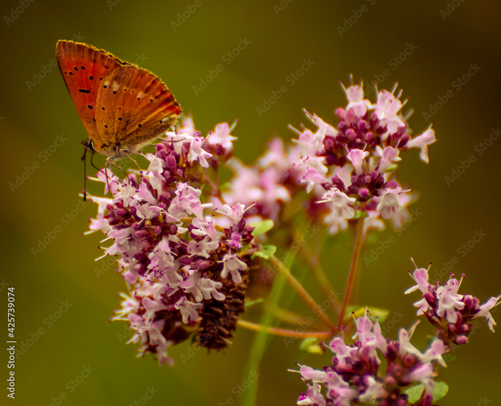 Fototapeta premium motyl i kwiat
