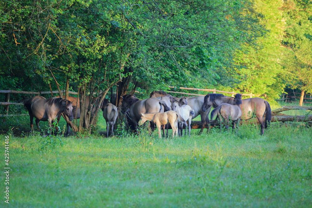 herd of horses in the meadow under the spring trees
herd of horses in the meadow under the spring trees
