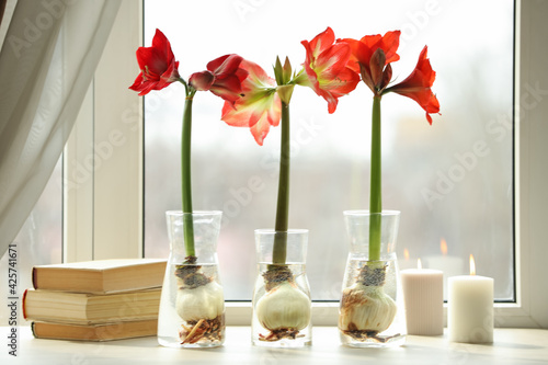 Beautiful red amaryllis flowers, books and candles on window sill indoors photo