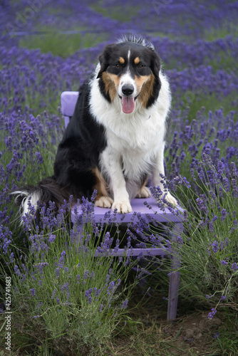Australian Shepherd sheepdogs romping around in the purple lavender field
