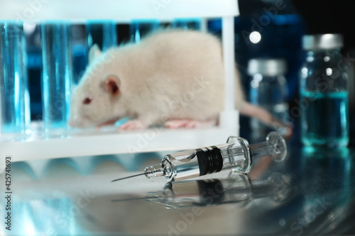 Rat in chemical laboratory, focus on syringe. Animal testing