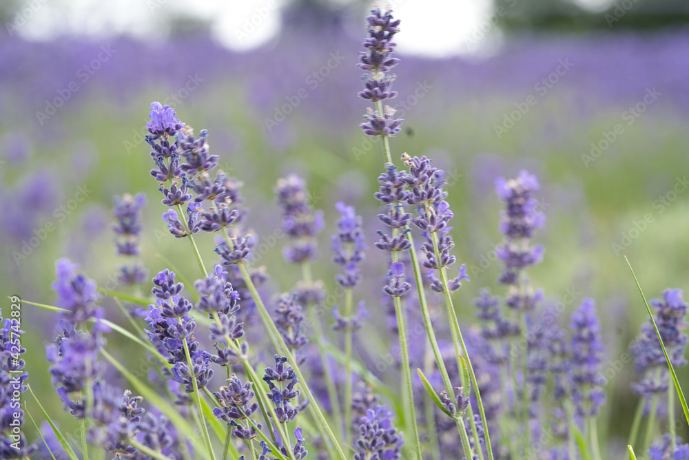 Fototapeta premium Purple lavender flowers with green and purple bokeh background