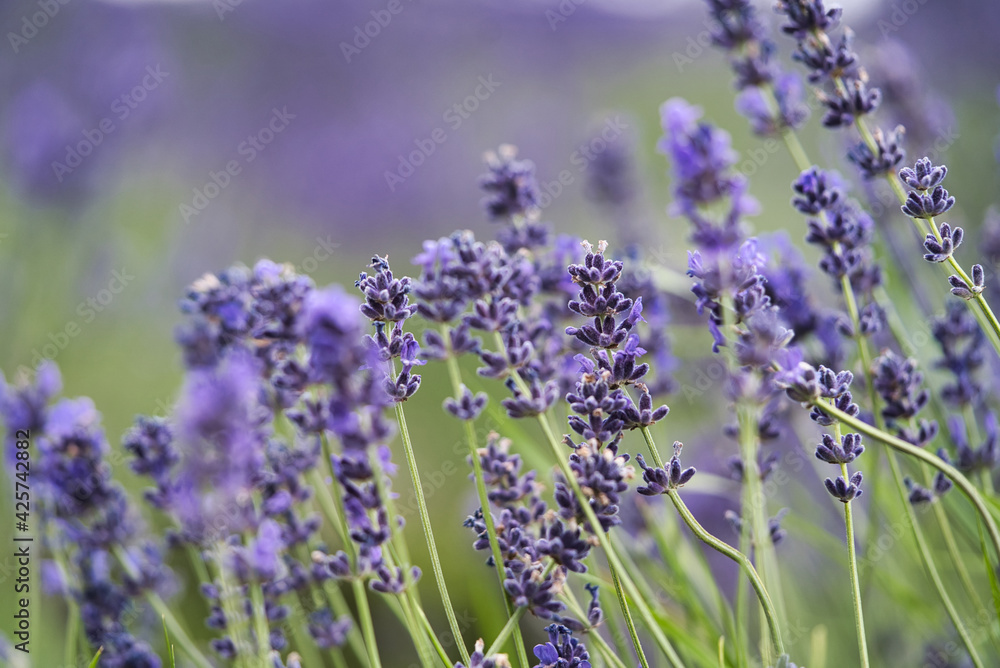 Naklejka premium Purple lavender flowers with green and purple bokeh background