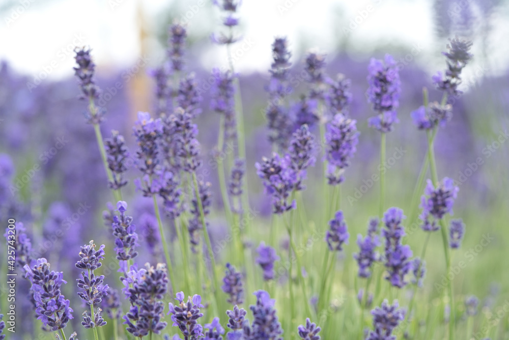 Purple lavender flowers with green and purple bokeh background Purple lavender flowers with green and purple bokeh background