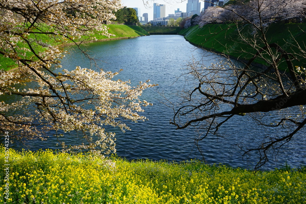 Yellow canola flower (rape blossoms) and cherry blossom, sakura, at Chidori-ga-fuchi during spring. - 黄色い花 菜の花 千鳥ヶ淵 緑道の桜 東京 日本