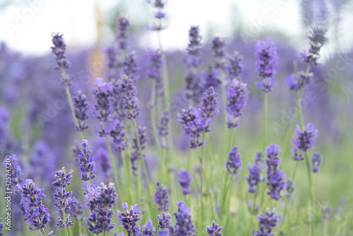 Fototapeta Naklejka Na Ścianę i Meble -  Purple lavender flowers with green and purple bokeh background