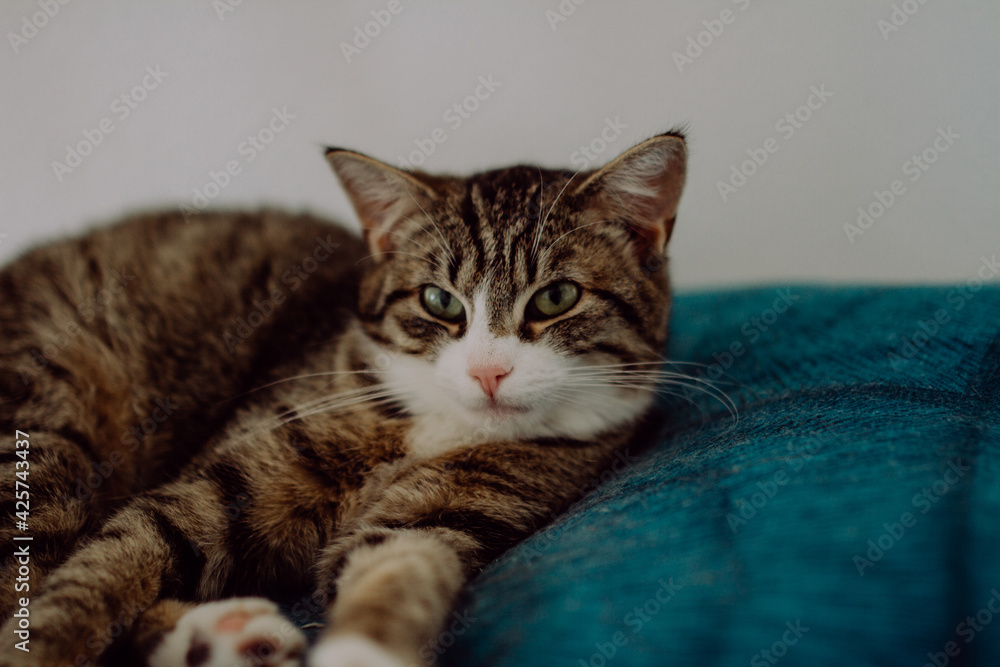Katze auf Kissen Katze auf Kissen