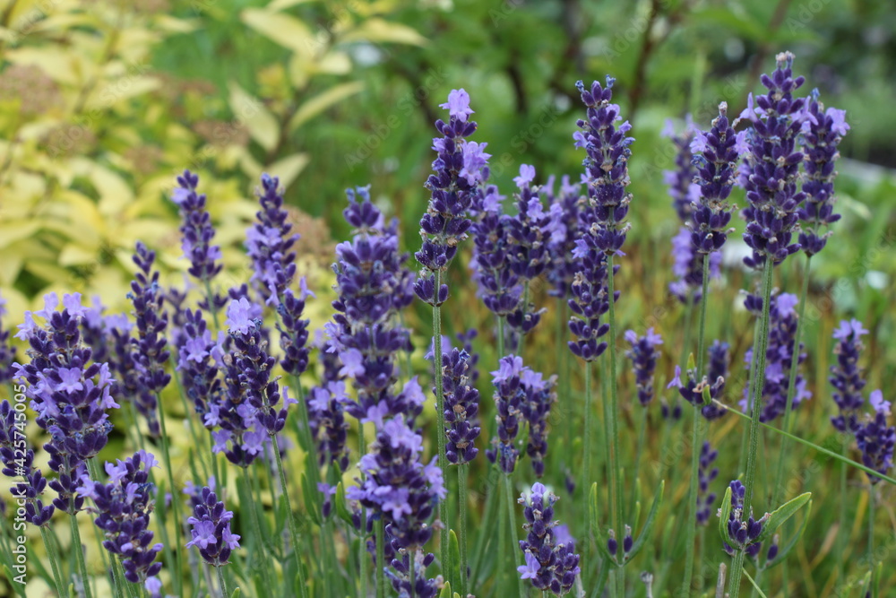 Fototapeta premium lavender field region