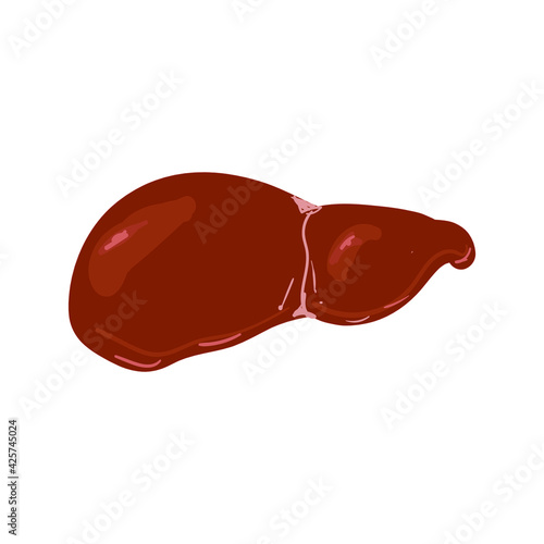 Vector abstract human liver on white background