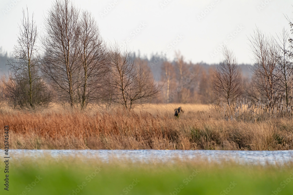 Landscape of oak trees, reeds and water. In this picturesque view, a buzzard is looking carefully around. In the sunlight on the fall colors. Blurred forest edge Autumn nature Landscape of oak trees, reeds and water. In this picturesque view, a buzzard is looking carefully around. In the sunlight on the fall colors. Blurred forest edge Autumn nature