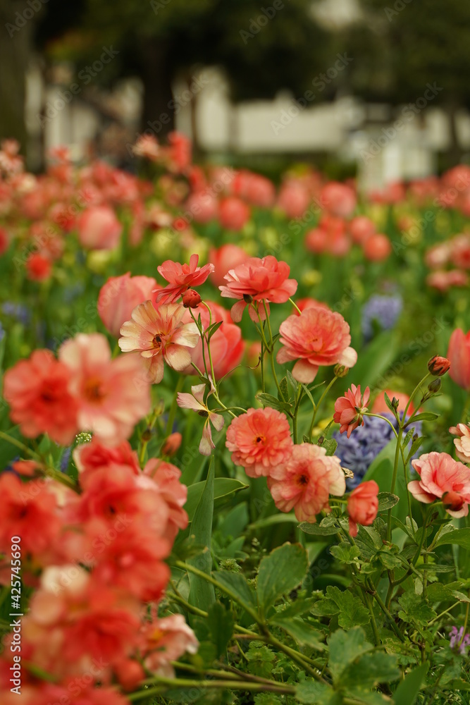 Pink tulip and other flowers are blooming  at  Yamashita park at Yokohama, Kanagawa, Japan. March and April in Spring.
