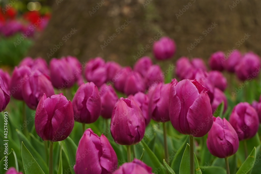 Purple tulip flowers are blooming  at tulip field at Yokohama, Kanagawa, Japan. March and April in Spring.