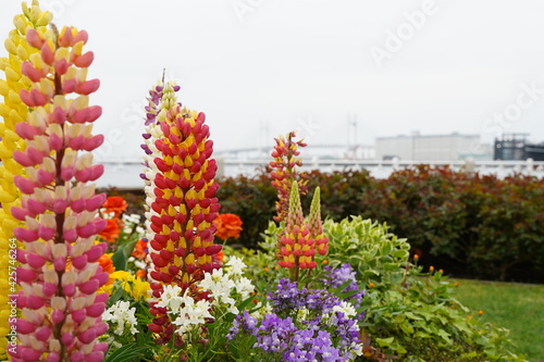 Colorful Lupinus or Lupin flowers are blooming at bayside   Yamashita Park   Yokohama  Japan. in March and April  Spring 