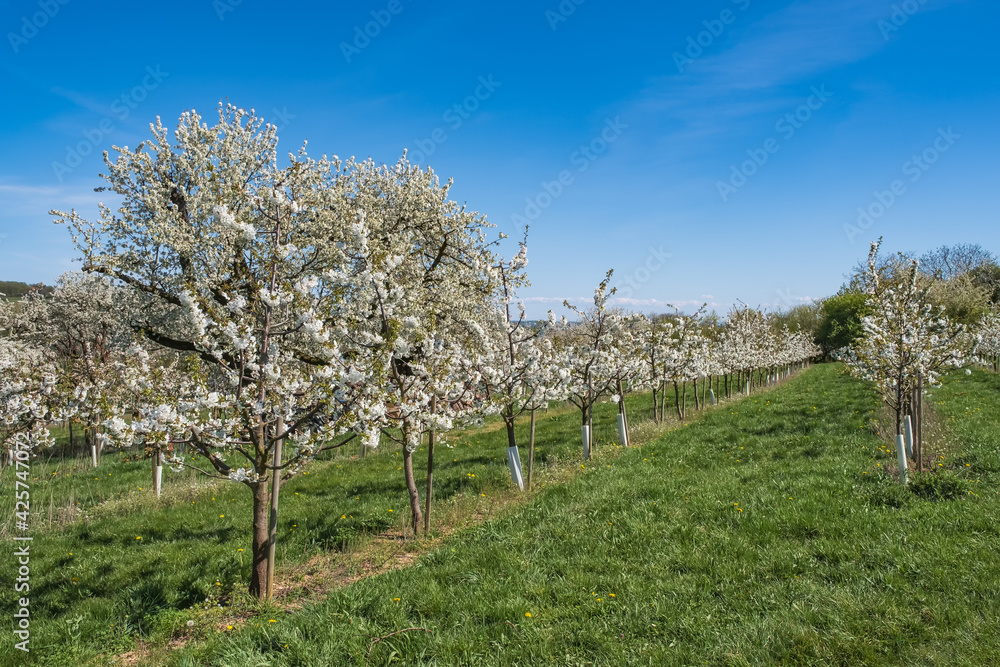 View into an orchard with blooming cherry trees in Wiesbaden-Frauenstein / Germany on a sunny spring day View into an orchard with blooming cherry trees in Wiesbaden-Frauenstein / Germany on a sunny spring day