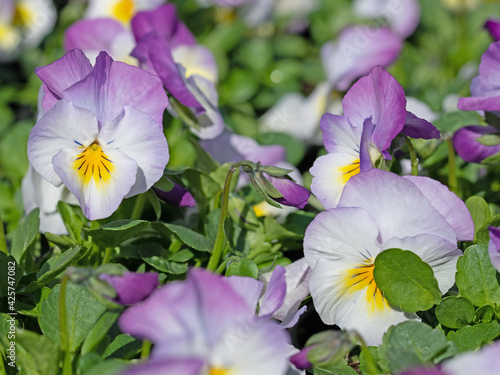 Bl  hende Hornveilchen  Viola cornuta  im Fr  hling