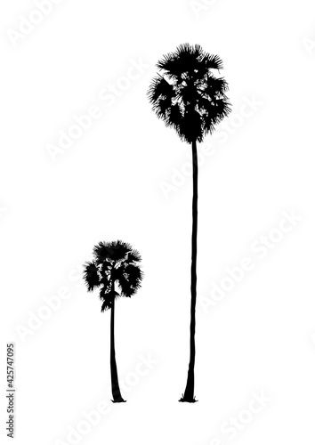 silhouette of realistic sugar palm tree, natural plant illustration, vector summer sign