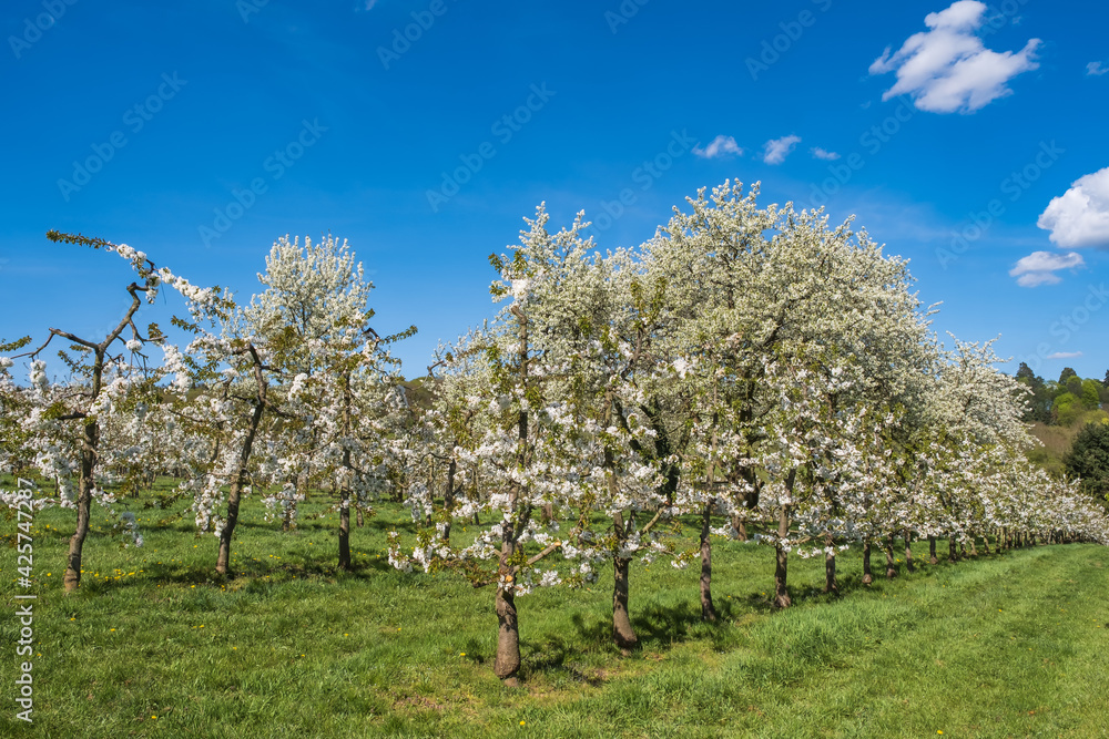 View into an orchard with blooming cherry trees in Wiesbaden-Frauenstein / Germany on a sunny spring day 