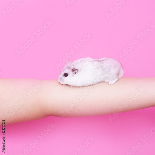 Baby hand of a little girl holding a Dzungarian hamster on the palm of her hand on a pink background