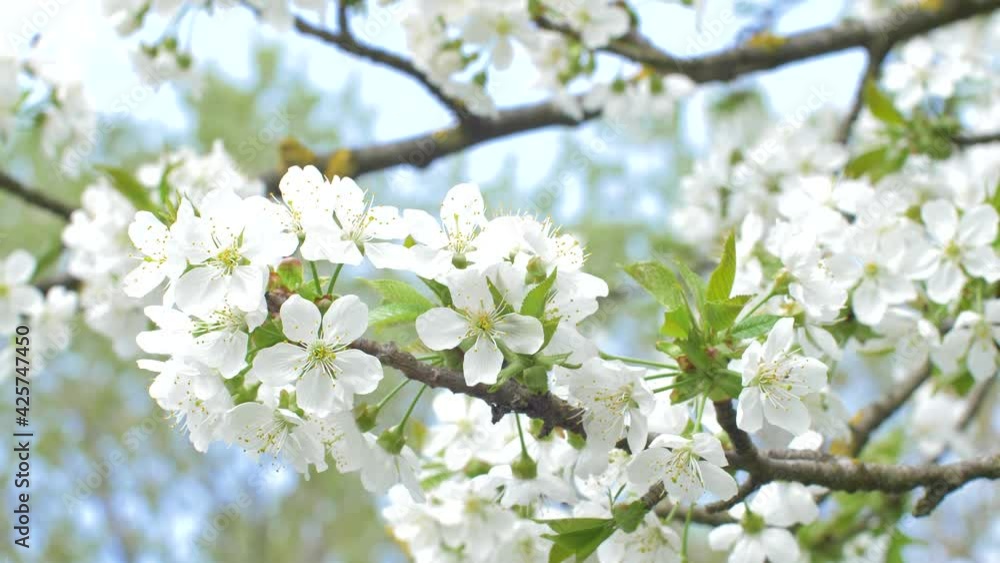 a little bees on the flowering cherry plant a little bees on the flowering cherry plant