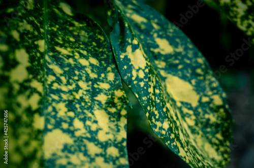 close up of green and yellow leaf