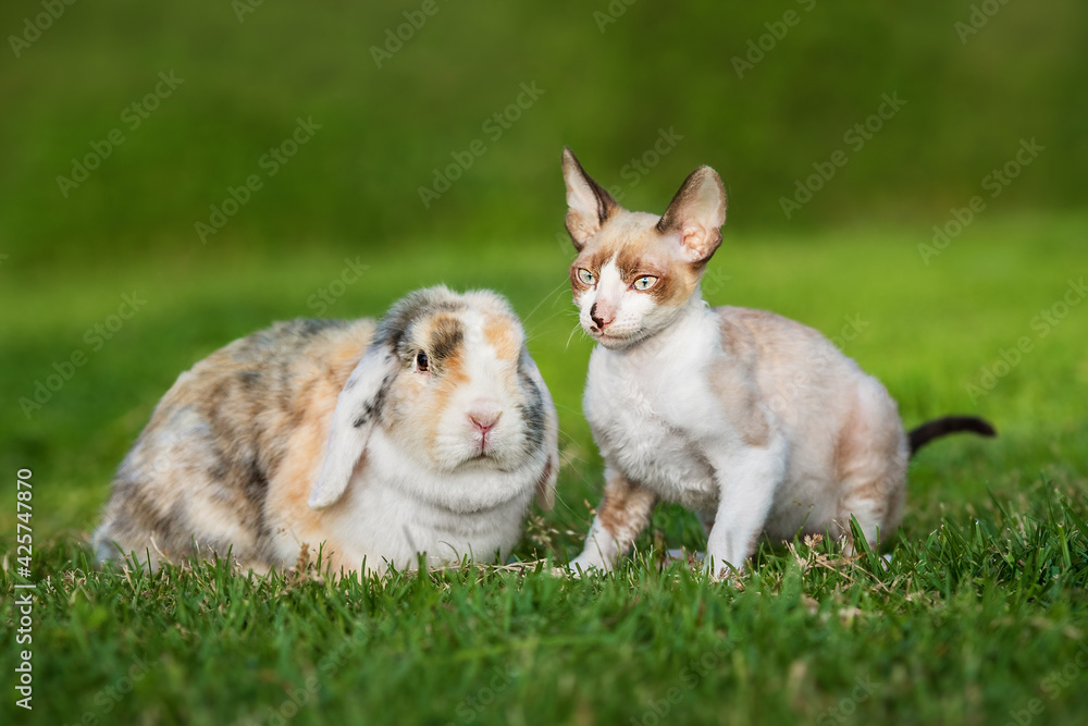 Cornish rex kitten with a rabbit together in summer