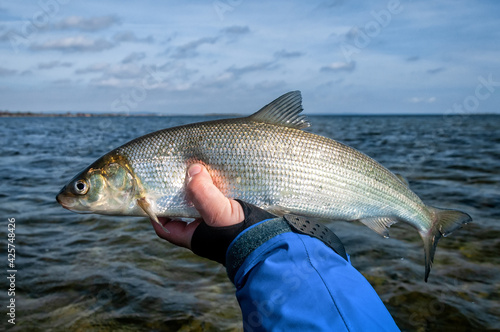 White fish holding by angler