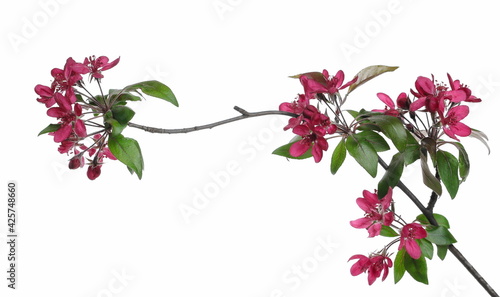 Red spring flowers blooming isolated on white background