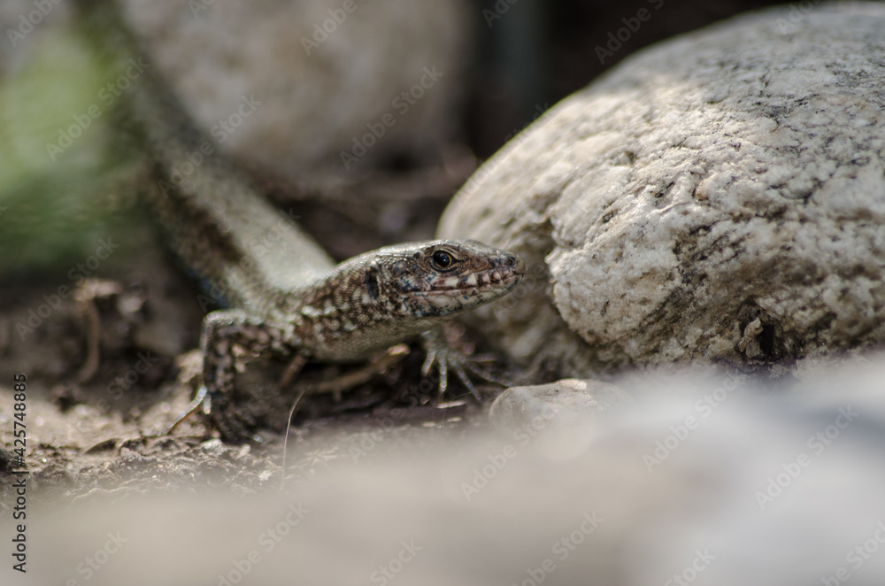 Macro of a lizard hiding between the rock Macro of a lizard hiding between the rock