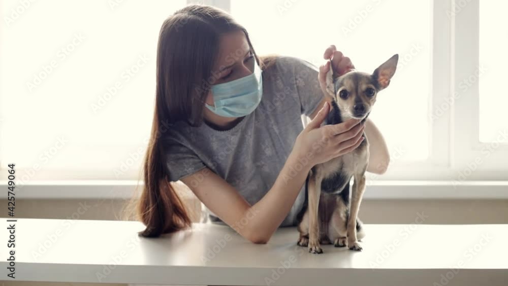 Veterinary examination of the dog in the pet clinic, the veterinarian doctor checks the puppy, looks at the ears and teeth Veterinary examination of the dog in the pet clinic, the veterinarian doctor checks the puppy, looks at the ears and teeth