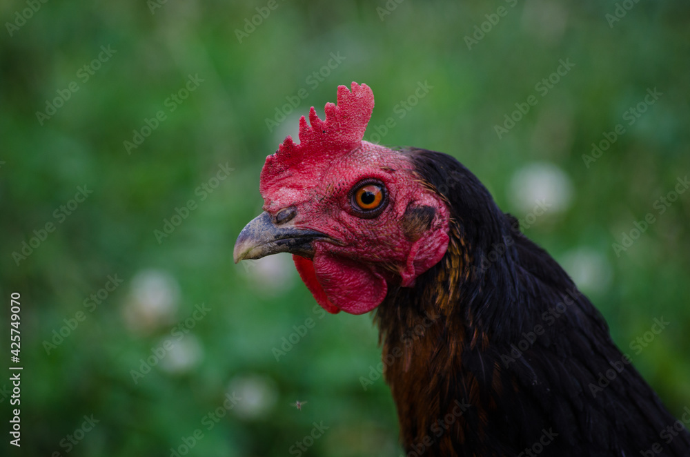 Portrait of chicken with green bokeh background