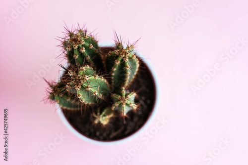 Sharped Cactus In A Pot, Against Pink Background
