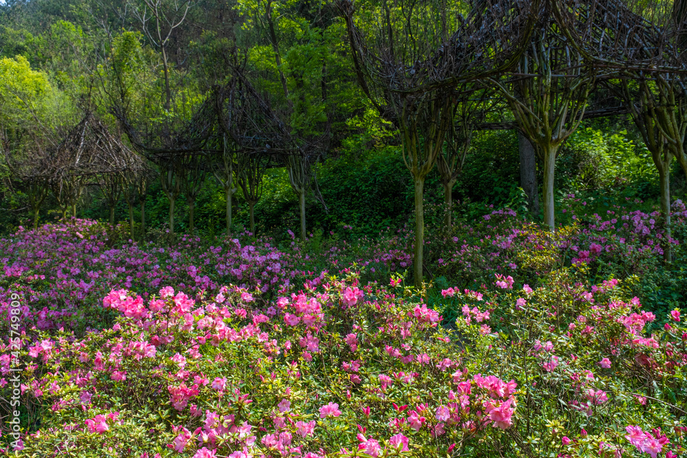 Fototapeta premium Spring scenery of Huangpi Mulan Yunwu Mountain in Wuhan, Hubei