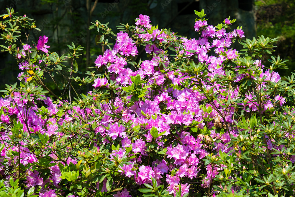 Spring scenery of Huangpi Mulan Yunwu Mountain in Wuhan, Hubei Spring scenery of Huangpi Mulan Yunwu Mountain in Wuhan, Hubei