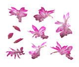 Vector set of Schlumberger pink flowers isolated on white background. Bright sunny spring or summer detailed and accurate design in low poly style. Floral design element.	
