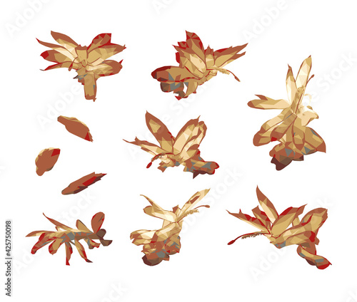 Vector set of Schlumberger flowers in sepia colors isolated on white background. Bright sunny spring or summer detailed and accurate design in low poly style. Floral design element.	
 photo