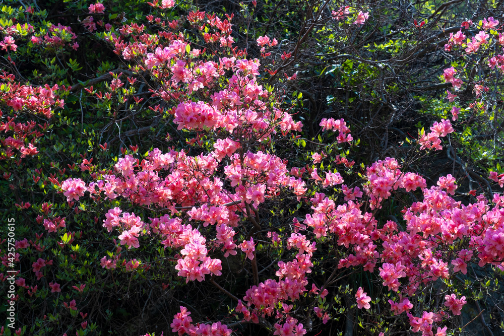 Spring scenery of Huangpi Mulan Yunwu Mountain in Wuhan, Hubei Spring scenery of Huangpi Mulan Yunwu Mountain in Wuhan, Hubei