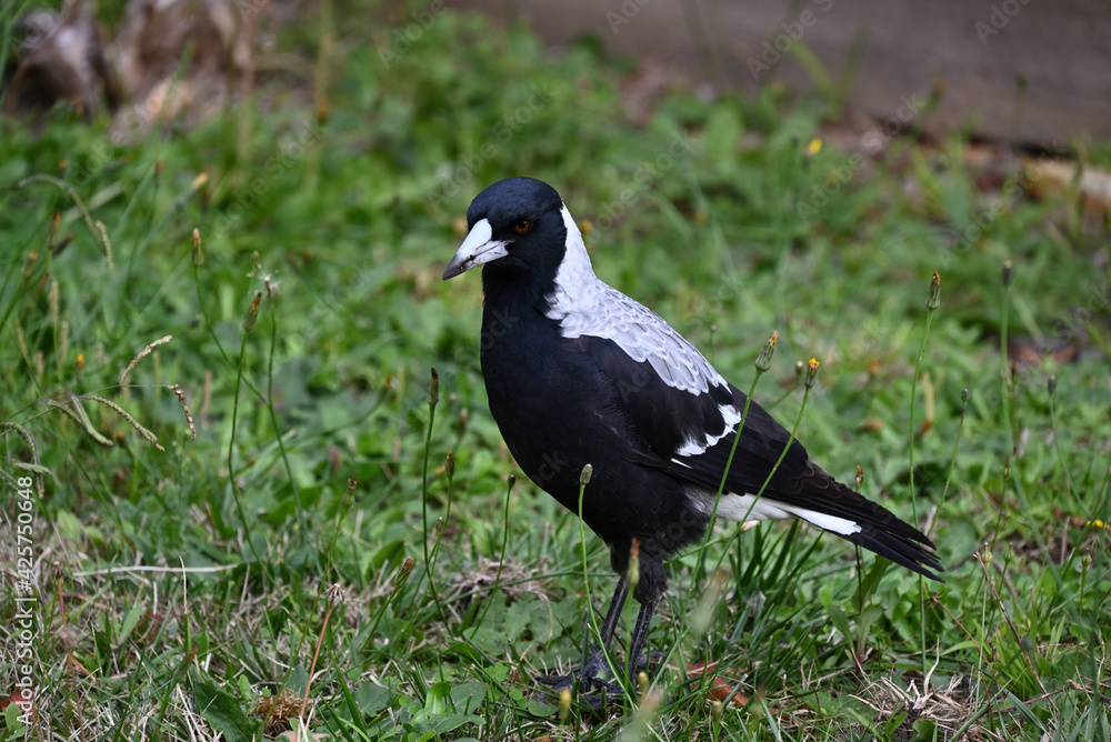 An Australian Magpie with a dirty beak after digging in a garden An Australian Magpie with a dirty beak after digging in a garden