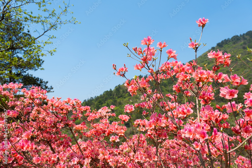 Spring scenery of Huangpi Mulan Yunwu Mountain in Wuhan, Hubei Spring scenery of Huangpi Mulan Yunwu Mountain in Wuhan, Hubei
