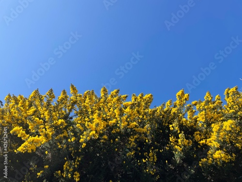 Εκτύπωση καμβά Beautiful yellow flowering gorse bushes  in the Douglas area, Isle of Man