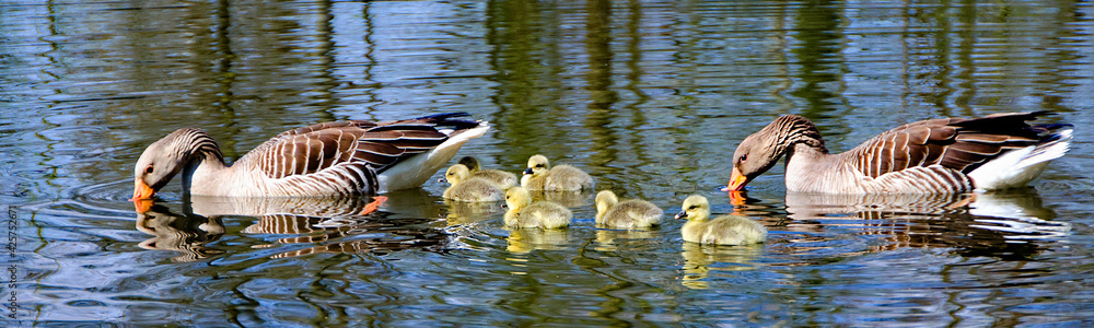 Kanada Gänsefamilie mit küken, die im Teich schwimmt Stock Photo