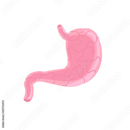 Vector illustration of human stomach on white background isolated  photo