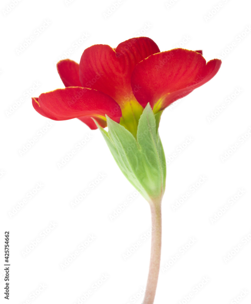 Red flowers primrose isolated on white background close-up Red flowers primrose isolated on white background close-up