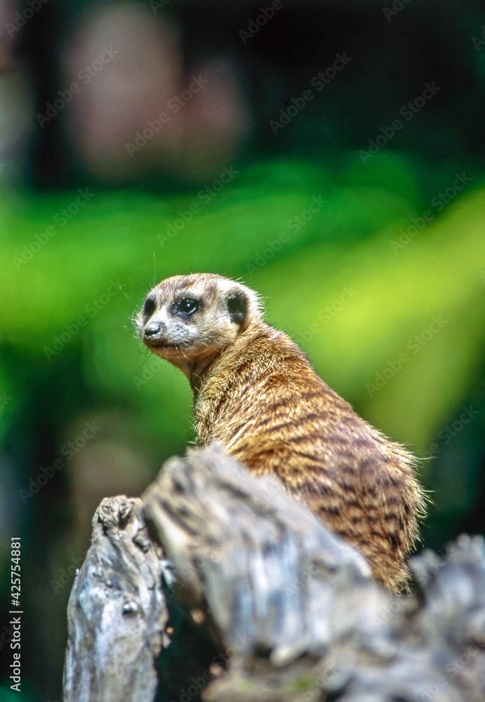 Fototapeta premium Meerkat