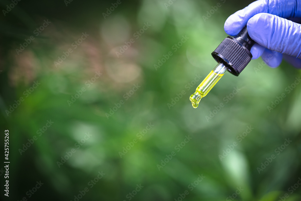 Naklejka premium CBD hemp oil, Hand holding bottDrops of Hemp oill, CBD cannabis oil in pipette, medical marijuana concept.e of Cannabis oil in pipette. CBD Hemp oil, medical marijuana oil concept