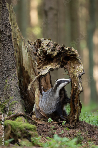Leinwand Poster Badger in forest. Wild animal. Hunter.