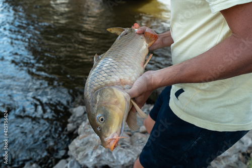 Fototapeta Naklejka Na Ścianę i Meble -  Angler throwing a carp fish back into the water