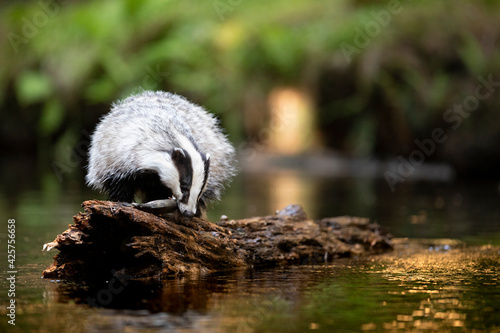 Badger in forest. Wild animal. Hunter. © Ondrej