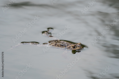 frog swimming in a pond © Csák István
